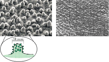Слева - микрофотография поверхности листа лотоса, внизу - схематический рисунок его 
