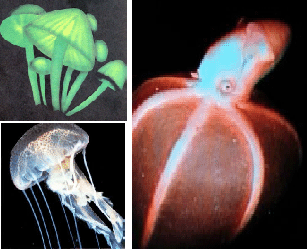Светящиеся грибы, медуза и кальмар (вампир адский)